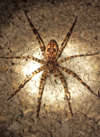 Dolomedes tenebrosus